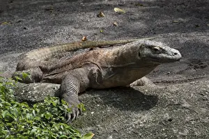 Komodo Dragon (Varanus komodoensis), captive