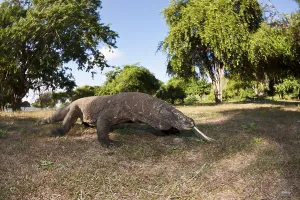 Komodo monitor lizard, Varanus komodoensis