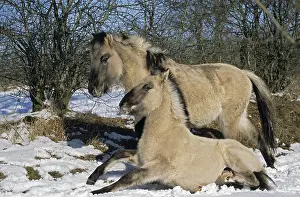 Konik, Foal seeking contact with another foal (Waldtarpan-Rueckzuechtung)