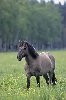 Konik, Hengst beobachtet aufmerksam seine Herde (Waldtarpan-Ruechtung)