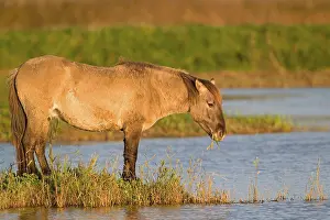 Konik Horse (Equus caballus gemelli) adult
