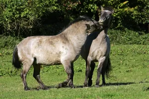 Konik horses - koniks - social behaviour (Equus islandicus)