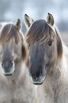 Konik, Konik horse, Konik pony (Equus caballus gemelli)