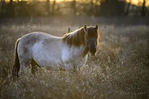 Konik Konik horses (Equus ferus caballus)