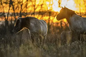 Konik Konik horses (Equus ferus caballus)