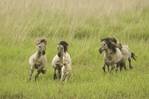 Konik or Polish primitive horse (Equus ferus caballus)