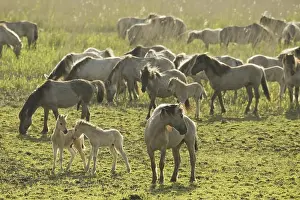 Konik or Polish primitive horse (Equus ferus caballus)