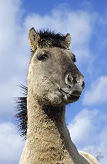 Konik, stallion portrait against the blue sky (forest tarpan-breeding back)