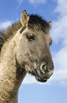 Konik, stallion portrait against the blue sky (forest tarpan-breeding back)