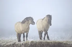 Konik, Stallions wrangling for hierarchy (Tarpan-breeding back)