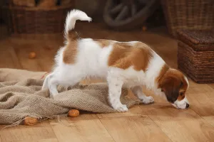 Kooikerhondje, 10 weeks