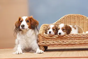Kooikerhondje, bitch with puppies