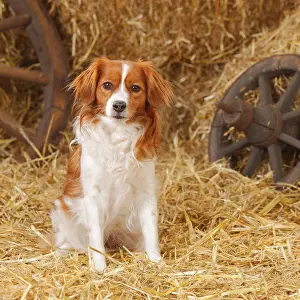 Kooikerhondje, bitch, Small Dutch Water Dog