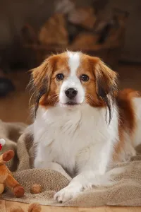 Kooikerhondje, male, 9 years old