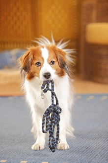 Kooikerhondje, male, carries his dog leash