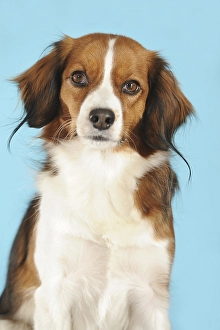 Kooikerhondje, portrait