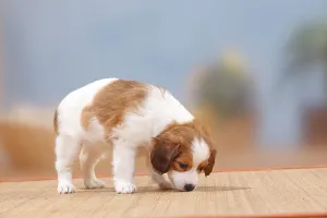 Kooikerhondje, puppy, 8 weeks, sniffing on carpet
