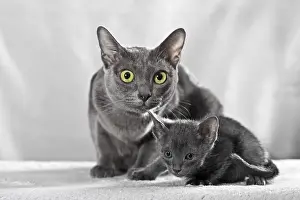 Korat cat with kitten, 5 weeks