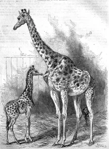 Kordofan giraffe (Giraffa camelopardalis antiquorum)