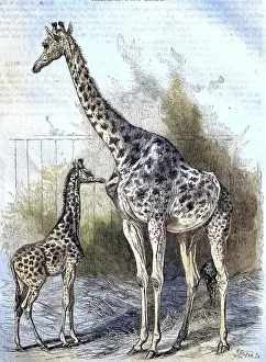 Kordofan Giraffe (Giraffa camelopardalis antiquorum)