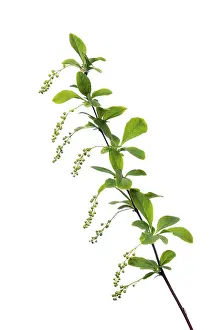 Korean barberry Rubin (Berberis koreana Rubin) exempted