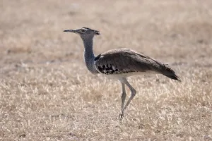 Kori bustard (Ardeotis kori), Etosha National Park