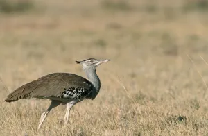 Kori Bustard (Ardeotis kori), Etosha national park