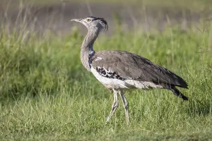 Kori Bustard (Ardeotis kori struthiunculus)