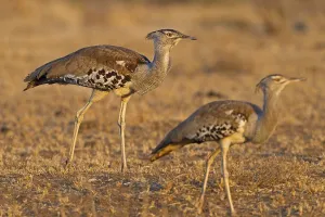 Kori Bustard, Kori Bustard, (Ardeotis kori)