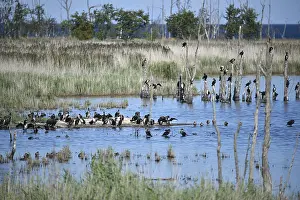 Kormorane, (Phalacrocorax carbo) in den Wasserlaufen und Salzwiesen auf dem DarB