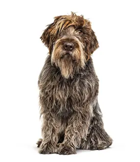 Korthals Griffon dog, isolated on white