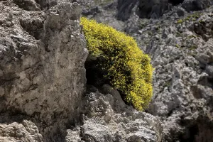 Kourtaliotiko Gorge, Broom, Crete