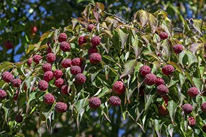 Kousa dogwood (Cornus kousa) with fruits