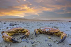 Krabben Abendrot Norderney Germany