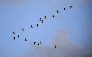 Kraniche, (Grus grus) fliegen bei Sonnenaufgang auf dem DarB