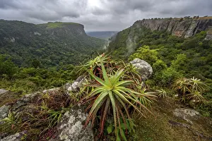 Krantz aloe (Aloe arborescens) growing on rocks