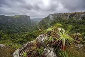 Category Forests Prints: Krantz aloe (Aloe arborescens) growing on rocks