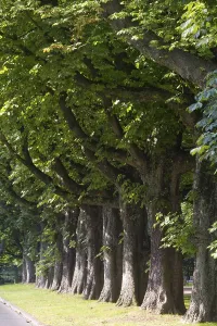 Krefeld, HohenzollernstraBe<br> Krefeld