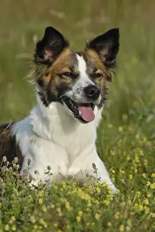 Kromfohrlaender dog lying on a meadow