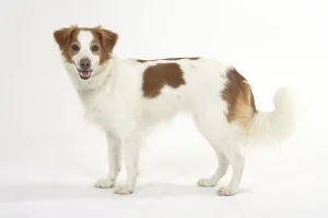 Kromfohrlander, lateral<br> Kromfohrl?nder