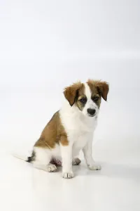 Kromfohrlander, puppy, 10 weeks<br> Kromfohrl?nder