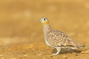 Kronenflughuhn, Crowned Sandgrouse