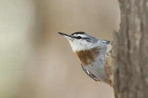 Krueper's Nuthatch (Sitta krueperi)