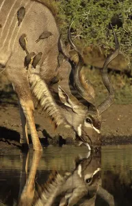 Kudu (Tragelaphus strepsiceros)