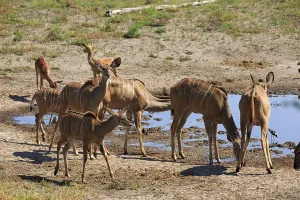 Kudus in Chobe National Park in Botswana