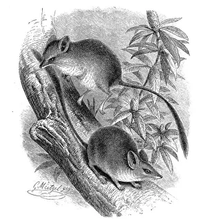Kultarr (Antechinomys laniger)