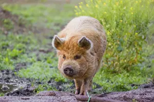 Kunekune pig, sus scrofa domesticus