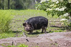 Kunekune pig, sus scrofa domesticus