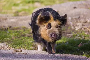 Kunekune pig, sus scrofa domesticus