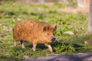 Kunekune pig, sus scrofa domesticus
